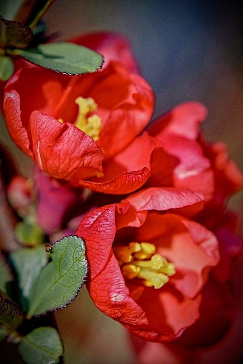 Chaenomeles speciosa - 01